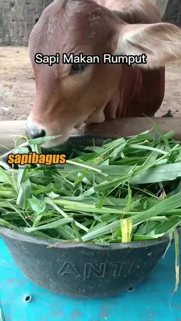 Membiasakan-Sapi-Makan-Konsentrat
